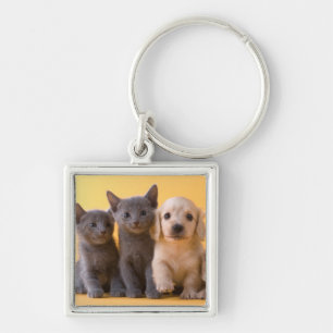 Porte-clés Chatons et chiots bleus russes de teckel