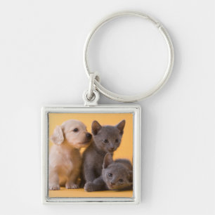 Porte-clés Chatons et chiots bleus russes de teckel
