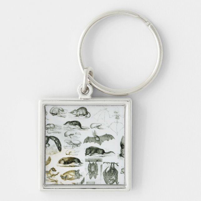 Porte-clés Cheiroptera, Insectivora (Devant)
