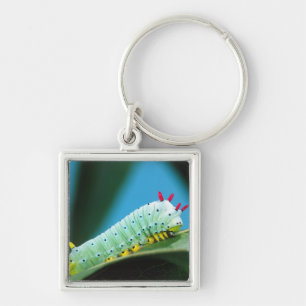 Porte-clés Chenille du papillon Prométhée, Callosamia