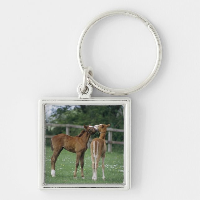 Porte-clés Chevaux - pur sangs, poulains, (Devant)