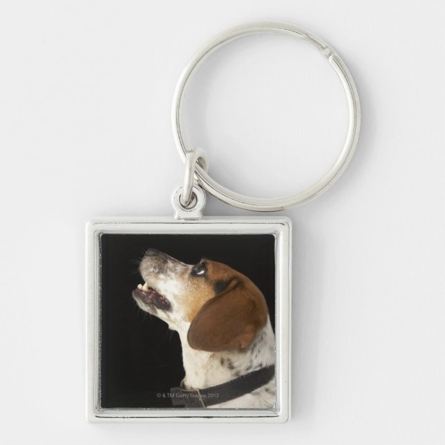Porte-clés Chien de beagle avec le profil noir de collier (Devant)