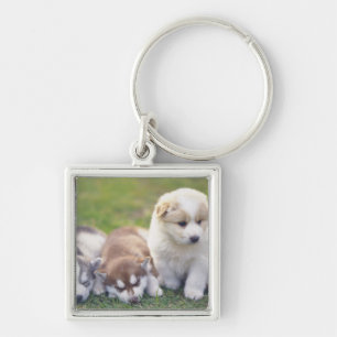 Porte-clés Chien de traîneau sibérien ; Une race de chien