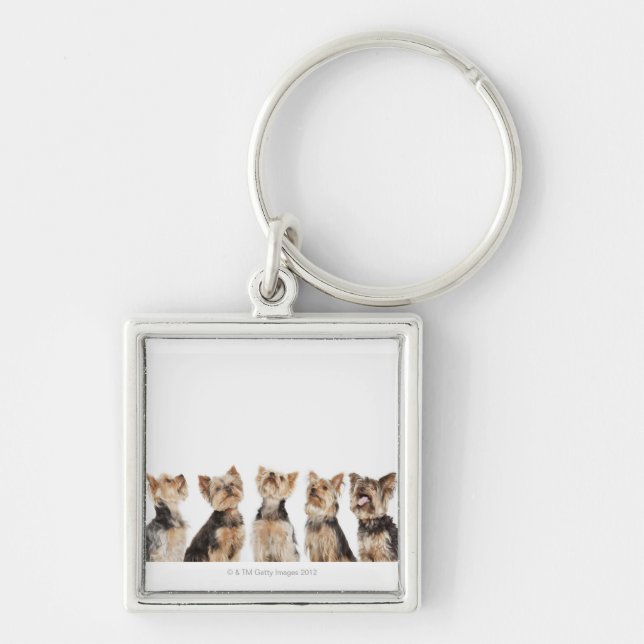 Porte-clés Chiens identiques se reposant ensemble (Devant)