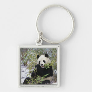 Porte-clés Chine, province du Sichuan. Le panda géant se nour