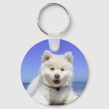 Chiot blanc Husky avec yeux bleus