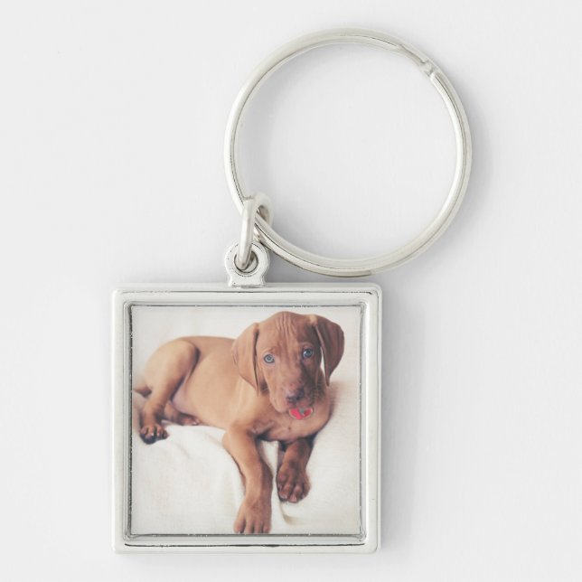 Porte-clés Chiot de Vizsla de Hongrois (Devant)