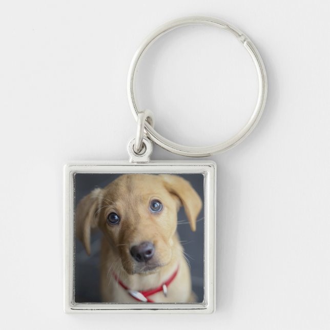 Porte-clés Chiot rouge de Fox Labrador (Devant)
