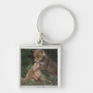 Porte-clés Chiots de coyote luttant (Canis Latrans)
