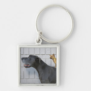 Porte-clés Chiwawa sur le dos de great dane