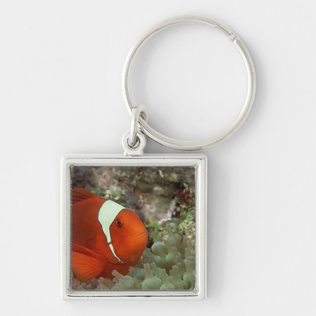 Porte-clés Clownfish 2 (Devant)