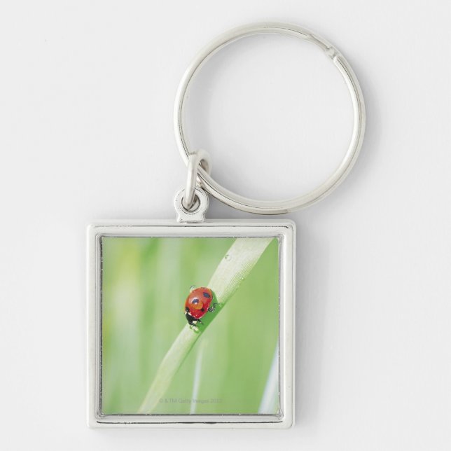Porte-clés Coccinelle (Devant)