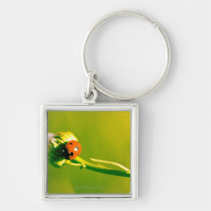Porte-clés Coccinelle sur le brin