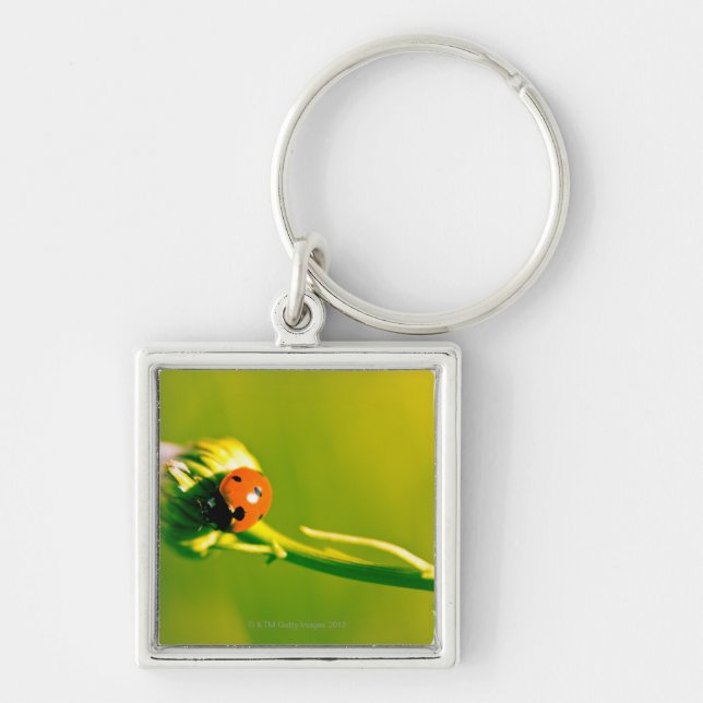 Porte-clés Coccinelle sur le brin (Devant)