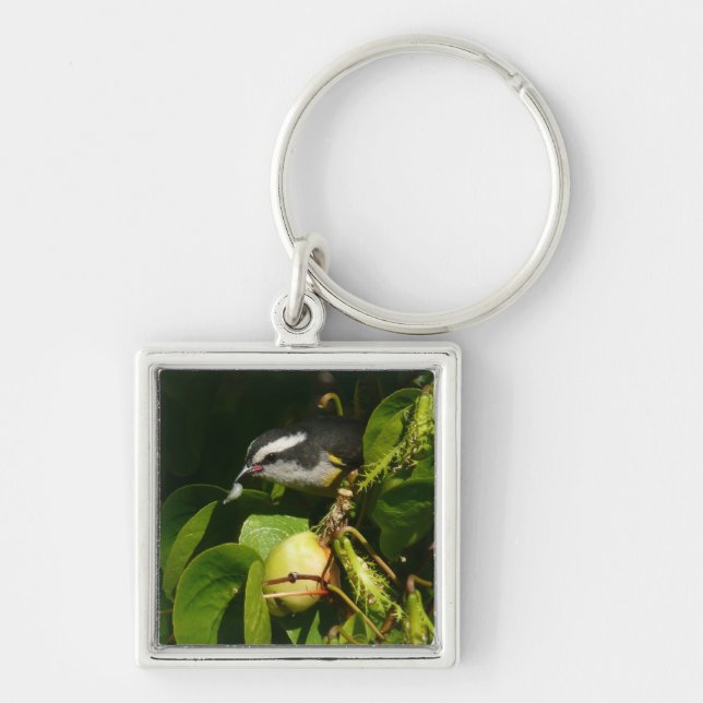 Porte-clés Colibri à gorge blanche mangeant Photographie trop (Devant)