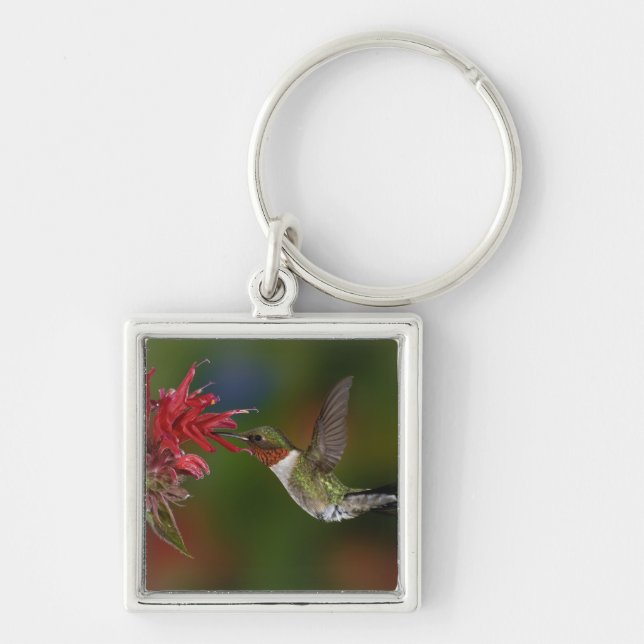 Porte-clés Colibri à gorge rubis mâle (Devant)