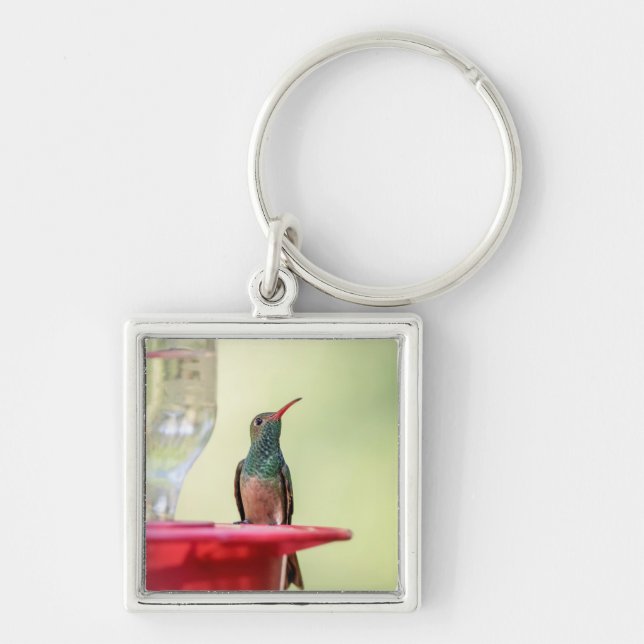 Porte-clés Colibri à ventre cassé au Texas (Devant)