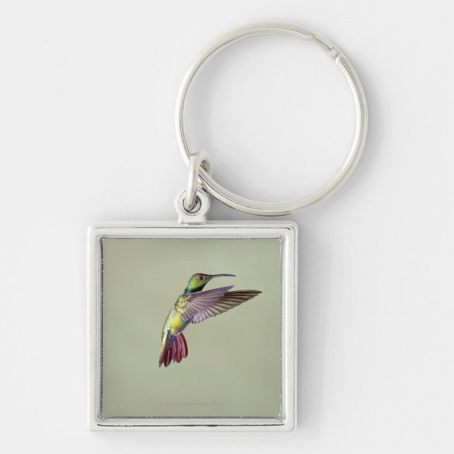 Porte-clés Colibri Vert-breasted Anthracocorax 2 de mangue (Devant)