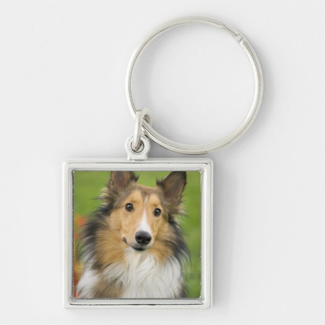 Porte-clés Colley Rough, chien (Devant)