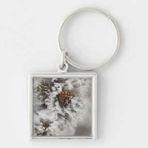 Porte-clés Cône de pin de Lodgepole en hiver dans Yellowston
