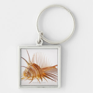 Porte-clés Coquille de Murex de peigne de Vénus (pectine de