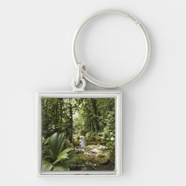 Porte-clés courant dans la forêt tropicale, Dominique (Devant)