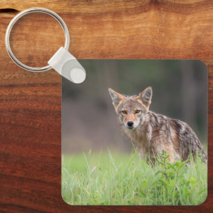 Porte-clés Coyote, Prairie Silencieuse Faune