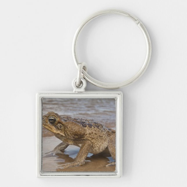 Porte-clés Crain de cane Rhinella marina, précédemment Bufo (Devant)