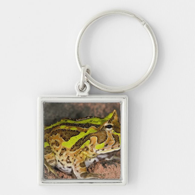 Porte-clés Crapaud cornu brésilien, Ceratophrys cornuta, Nati (Devant)