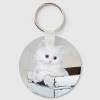 Cute chaton persan blanc