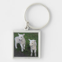 Cute Farm Ranch Baby Twins Sheep Lamb