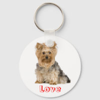 Cute Lote Yorkshire Terrier Chien Chien Chien Port