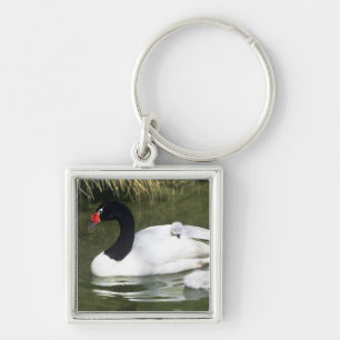Porte-clés Cygne à cou noir adulte et cygnets dans l'eau.