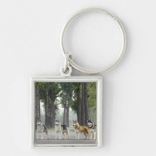 Porte-clés De beaux chiens Husky sur un sentier naturel