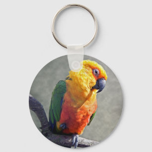 Porte-clés de Jenday Conure