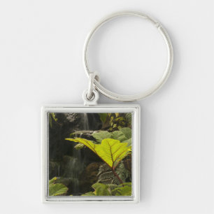 Porte-clés Détail de plante dans un jardin botanique, Équateu