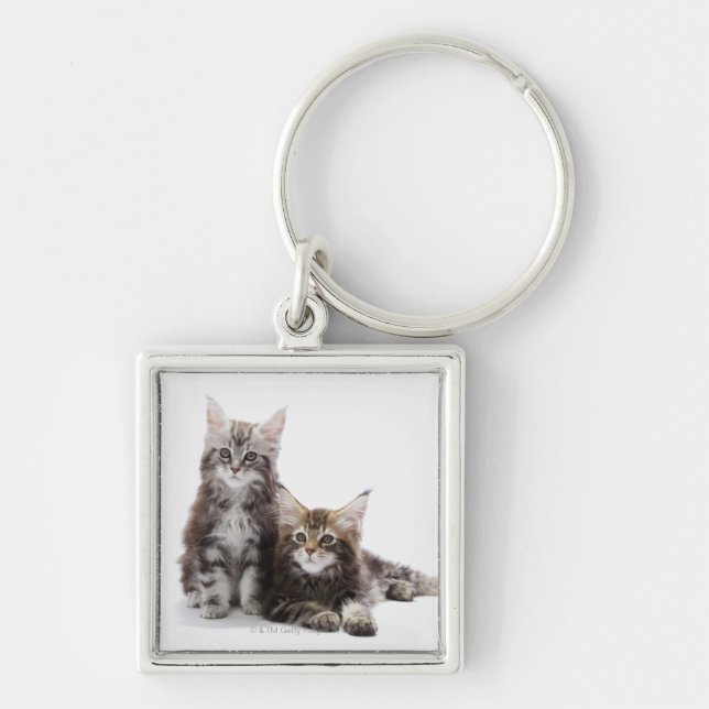 Porte-clés Deux chatons de chat de ragondin du Maine (Devant)