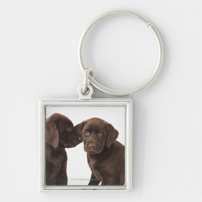 Porte-clés Deux chiots de labrador retriever de chocolat (Devant)