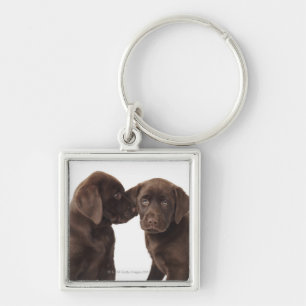 Porte-clés Deux chiots de labrador retriever de chocolat