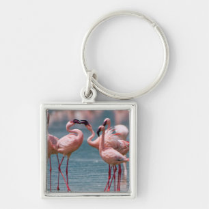 Porte-clés Deux flamants nains mâles (Phoenicopterus Minor)