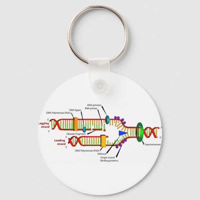 Porte-clés DNA replication (Recto)