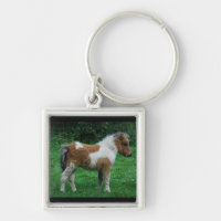 Doux Poney Adorable de Dartmoor