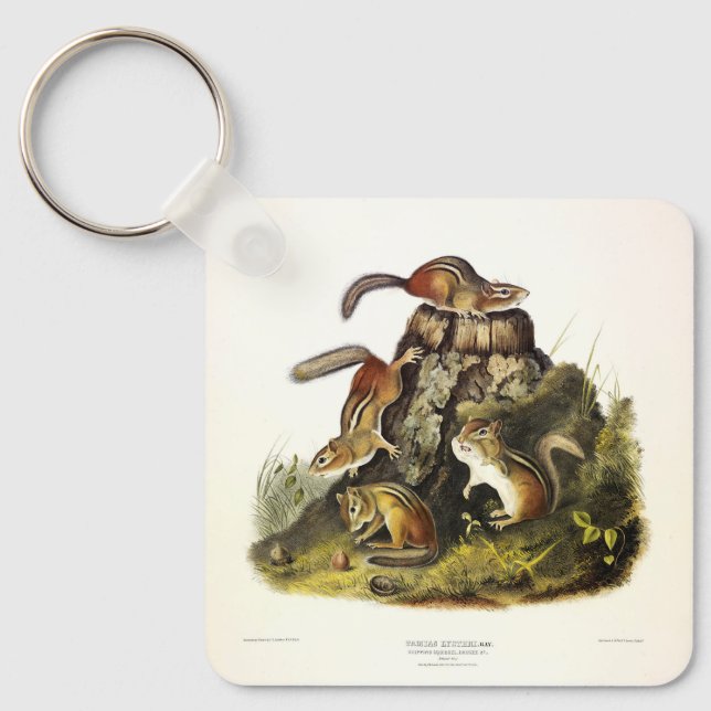 Porte-clés Écureuil à écorce ( Chipmunk oriental ) par Audubo (Recto)