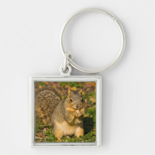 Porte-clés Écureuil gris, mangeant, cacahuète, Crystal Spring