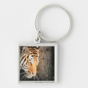 Porte-clés Égrappage de tigre