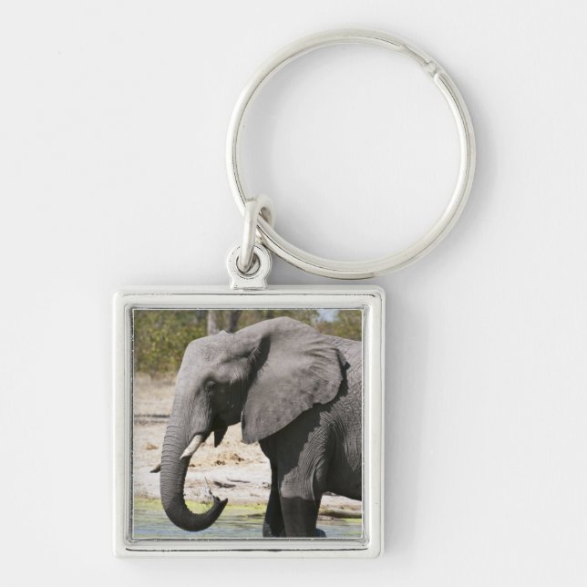 Porte-clés Éléphant (Loxodonta africana), chenal Savute (Devant)