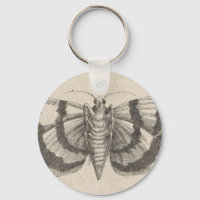 Entomologie vintage de la mite Lépidoptère Insecte