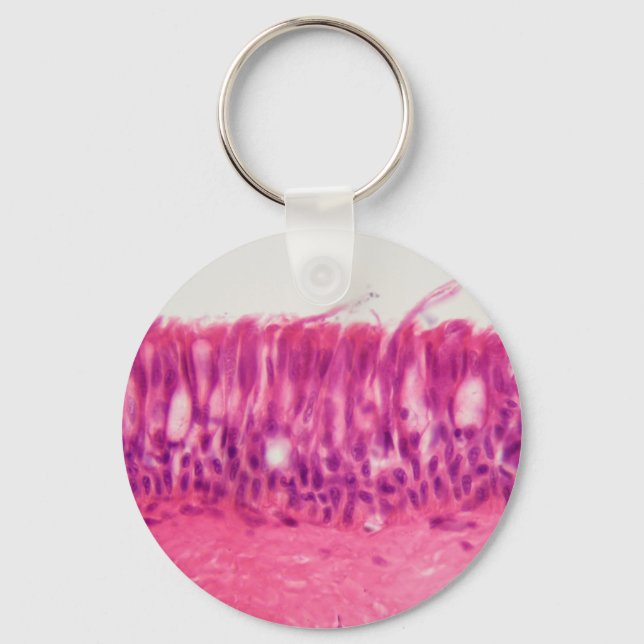 Porte-clés épithélium cilié sous le microscope. (Recto)