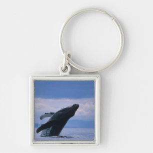 Porte-clés États-Unis, Alaska, Tongass National Forest, Bossu