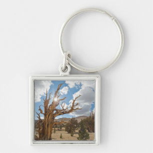 Porte-clés États-Unis, Californie, Forêt nationale d'Inyo 6